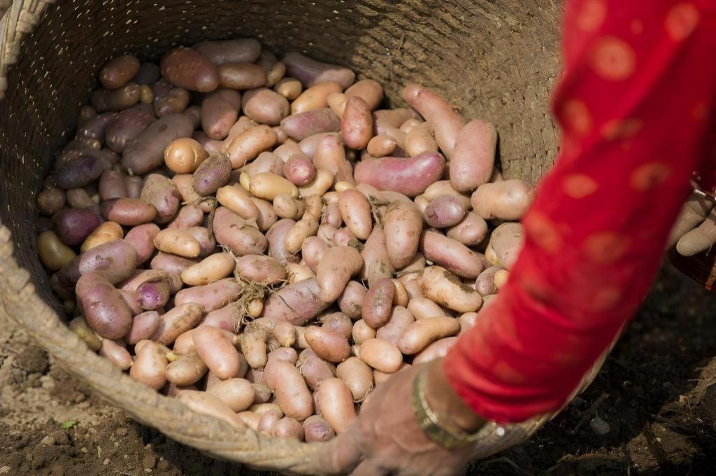 Hananoie - A Permaculture Resort Pokhara Eksteriør billede